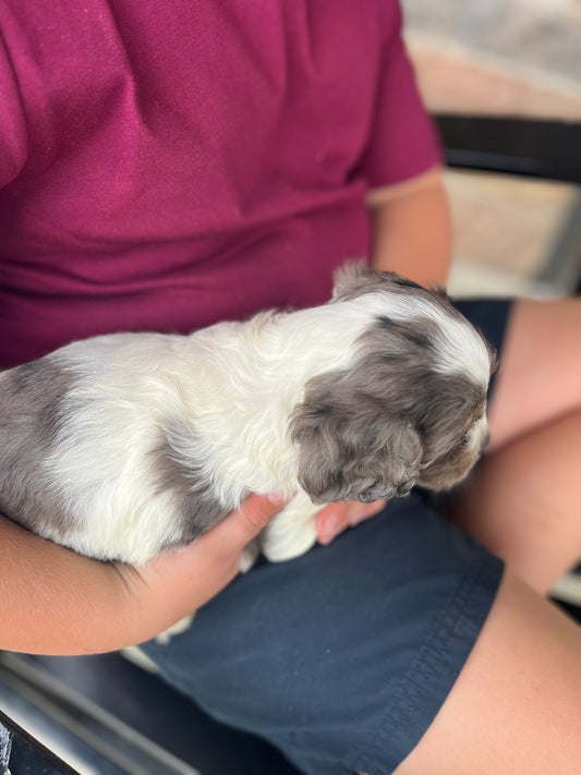 Claus - Male Cockapoo Puppy