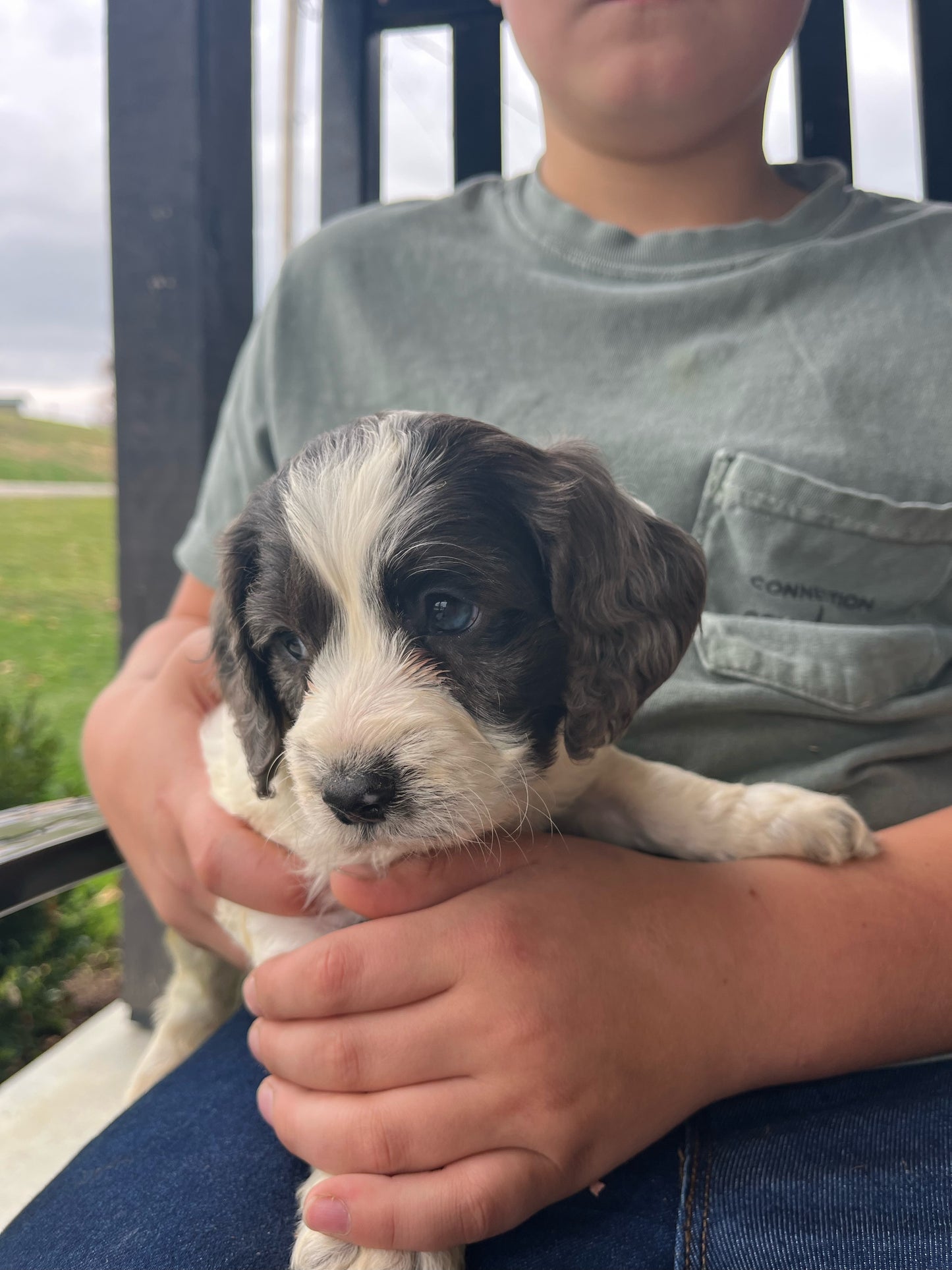 Aspen - Male Cockapoo Puppy