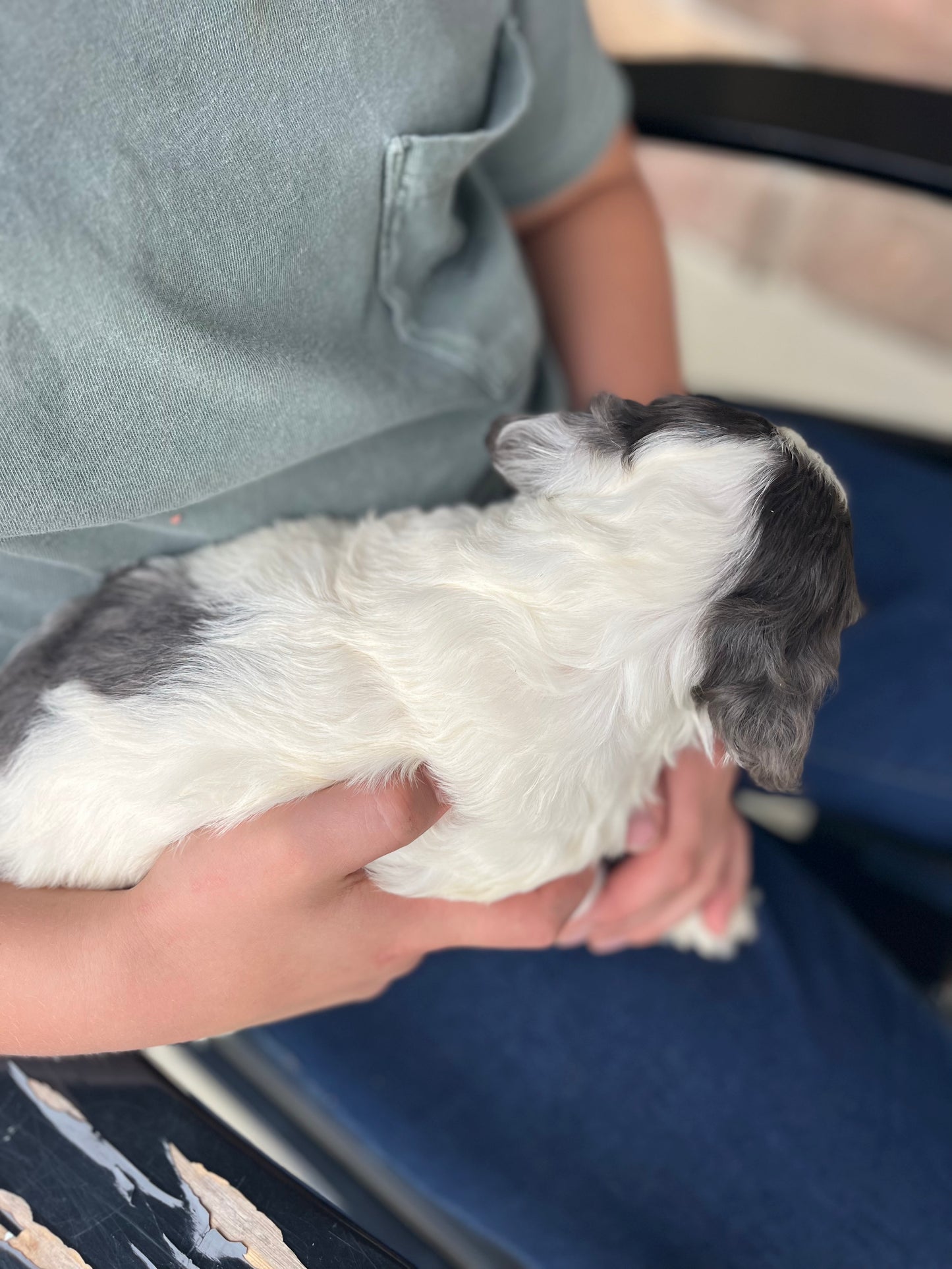 Aspen - Male Cockapoo Puppy