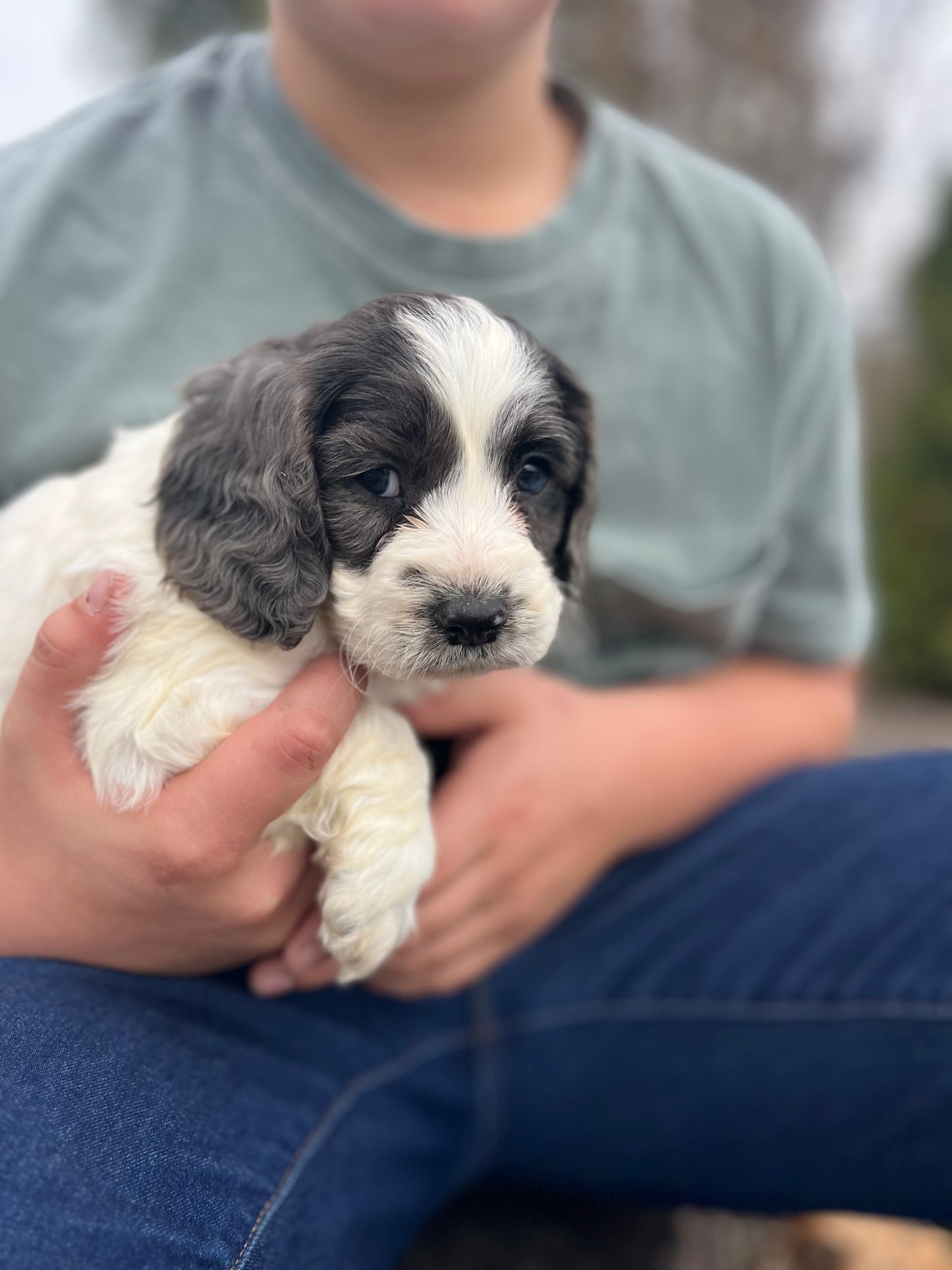 Aspen - Male Cockapoo Puppy