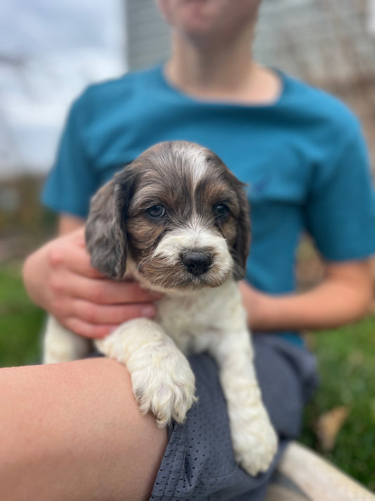 Spruce - Male Cockapoo Puppy