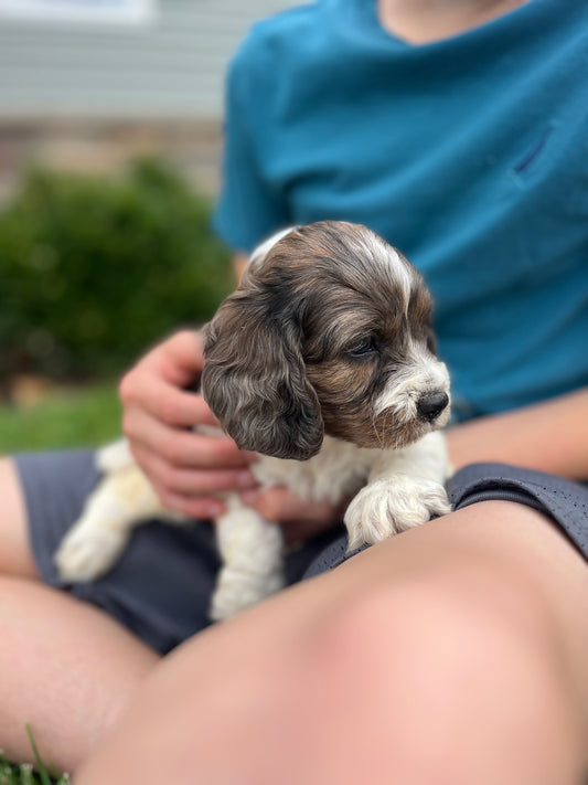 Spruce - Male Cockapoo Puppy