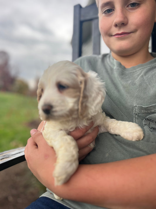 Claus - Male Cockapoo Puppy