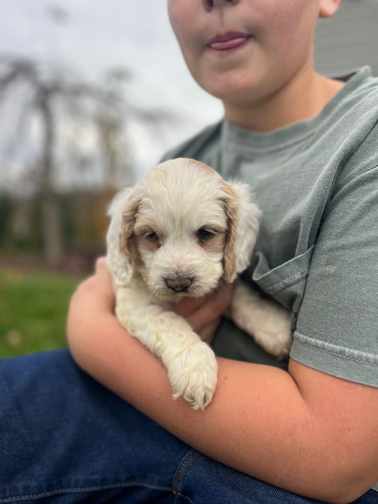 Claus - Male Cockapoo Puppy