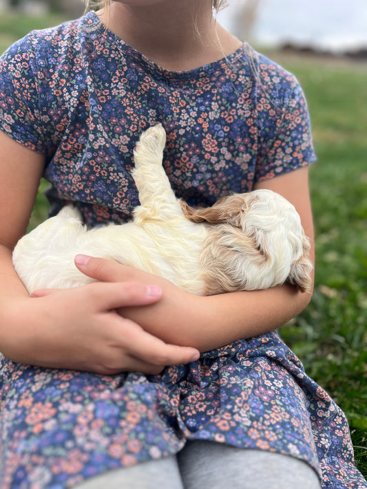 Angel - Female Cockapoo Puppy