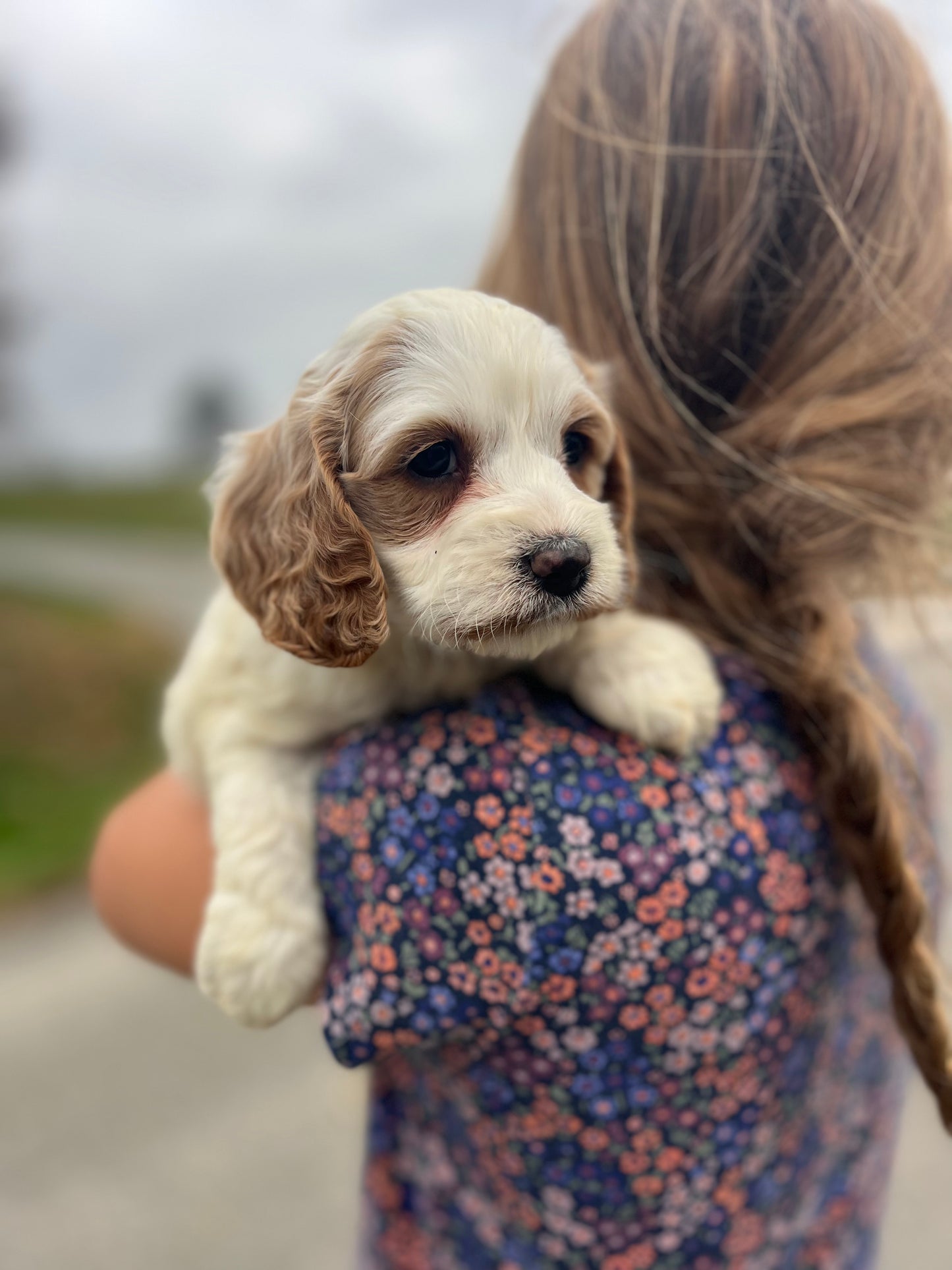 Angel - Female Cockapoo Puppy
