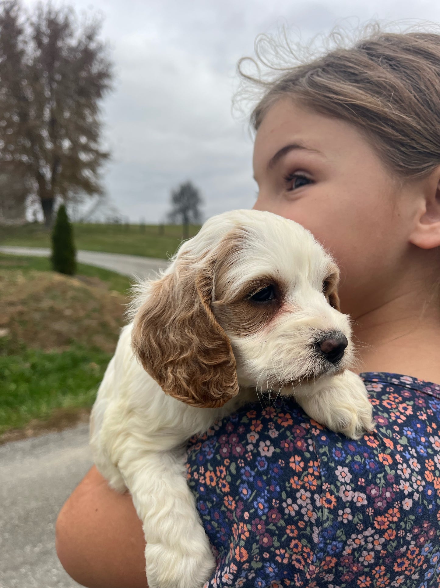 Angel - Female Cockapoo Puppy