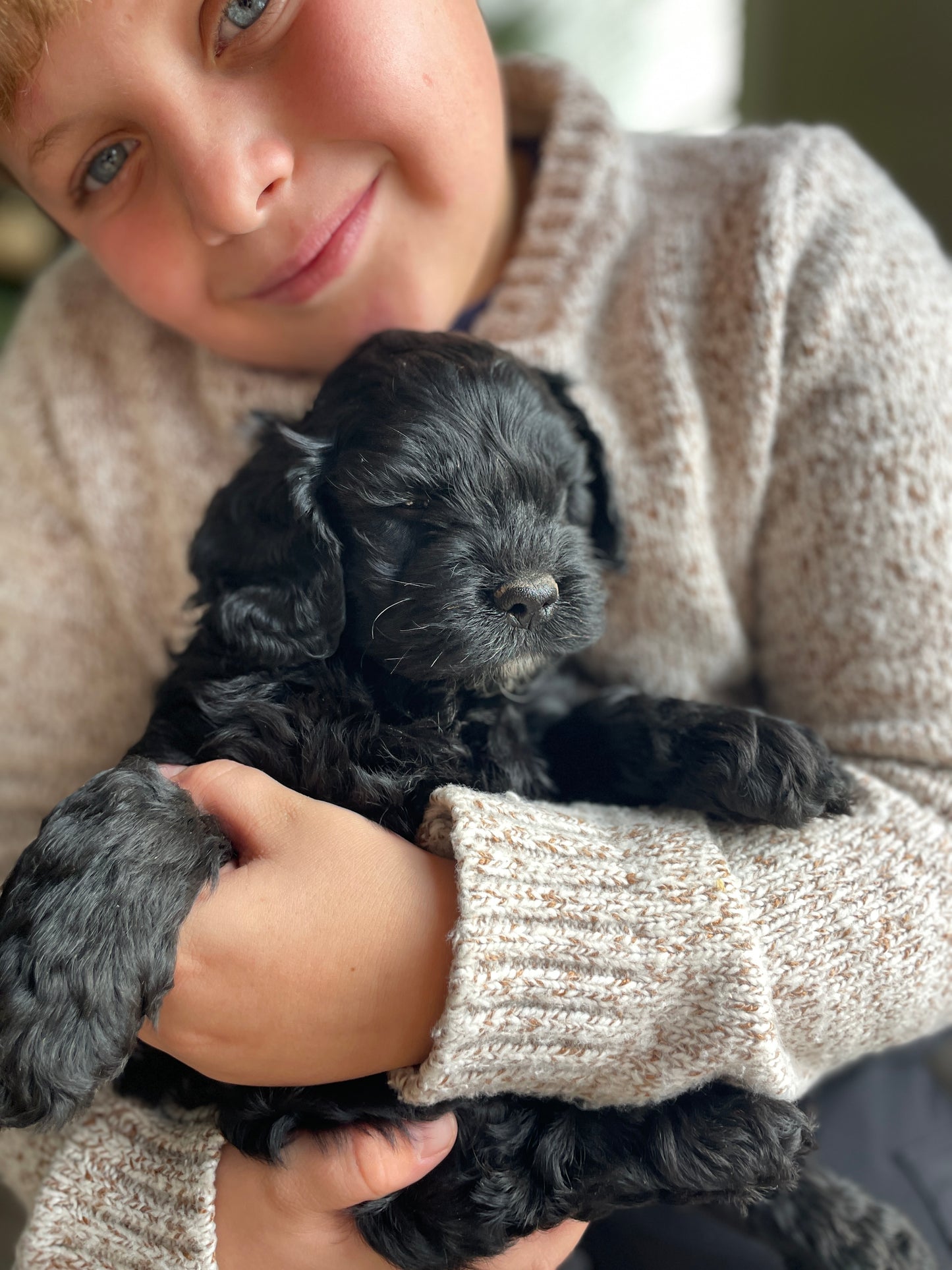 Coal - Male Cockapoo Puppy