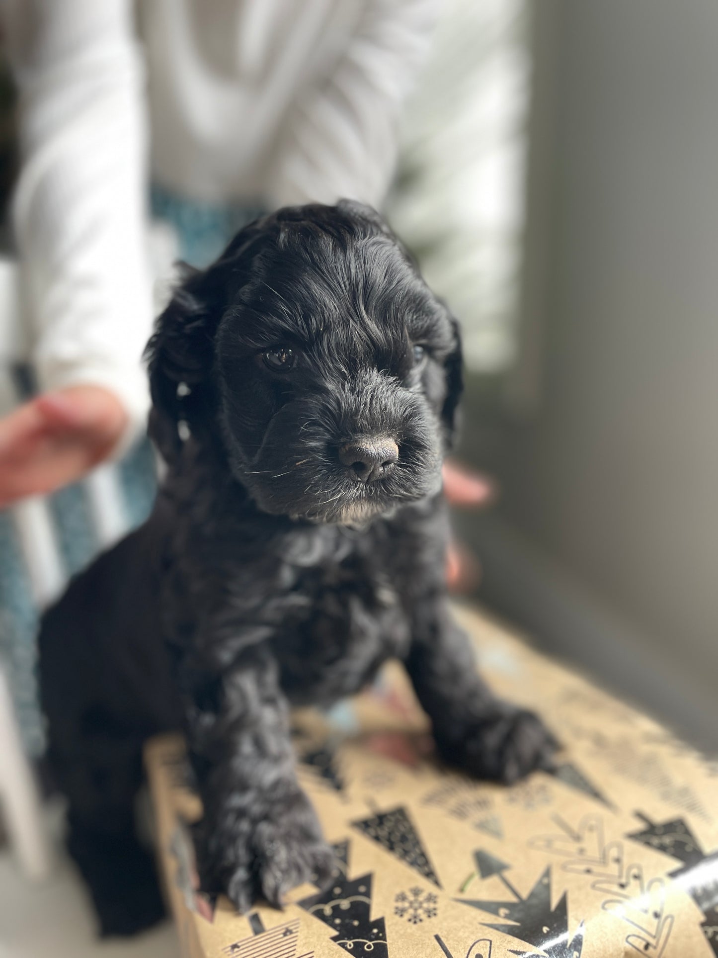 Coal - Male Cockapoo Puppy