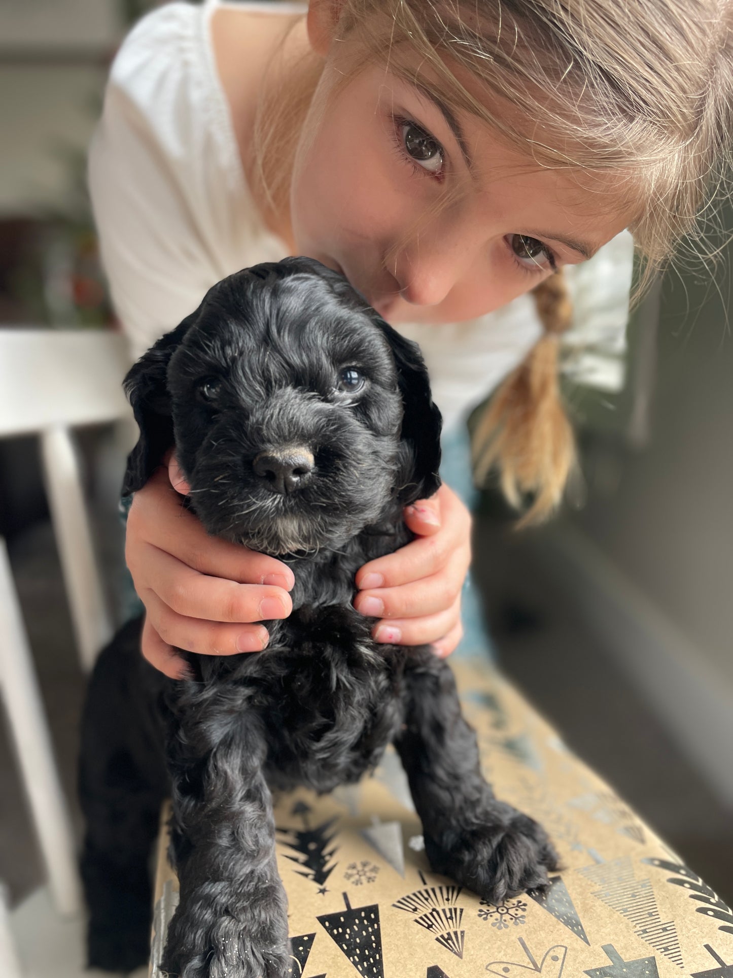 Coal - Male Cockapoo Puppy