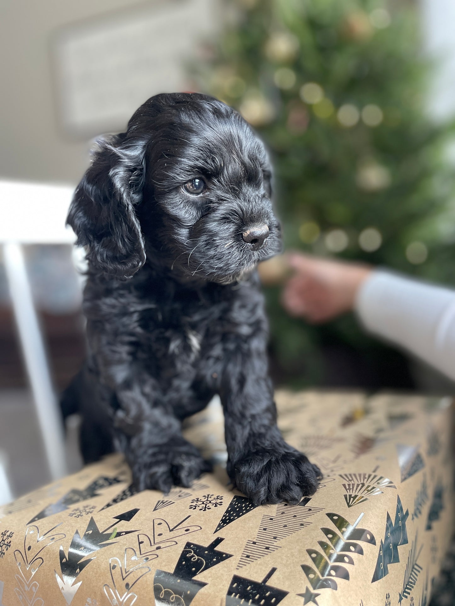 Coal - Male Cockapoo Puppy