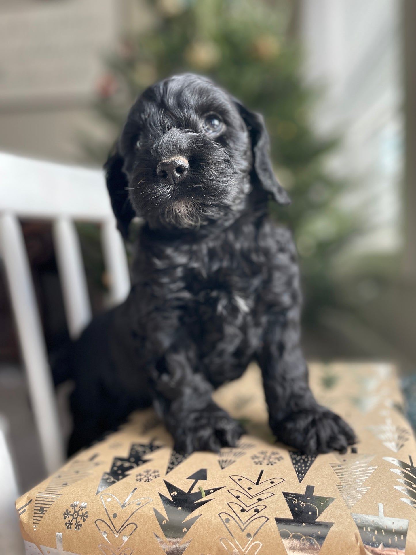 Coal - Male Cockapoo Puppy