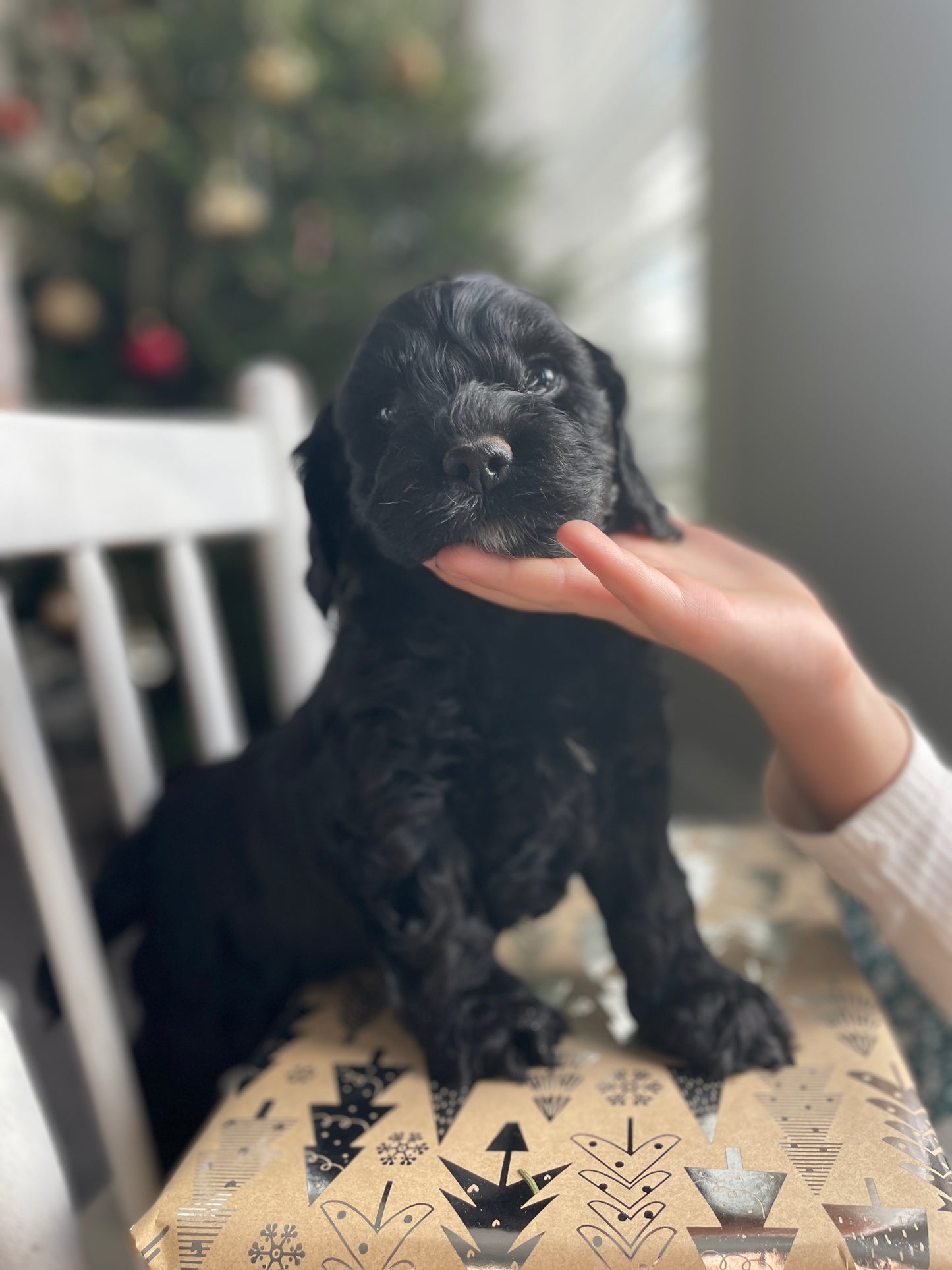 Coal - Male Cockapoo Puppy