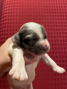 Truman - Male Cockapoo Puppy - $500
