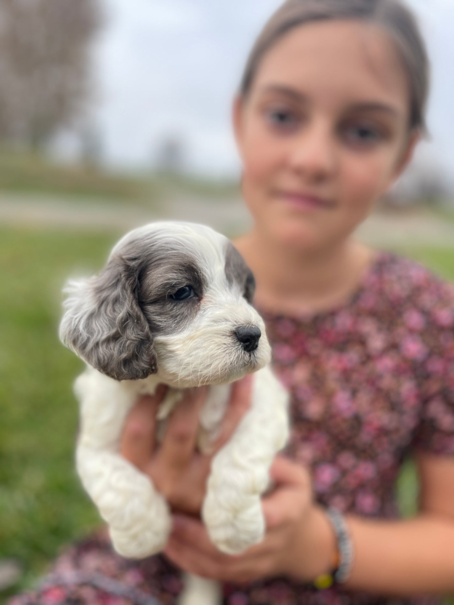 Noel - Female Cockapoo Puppy