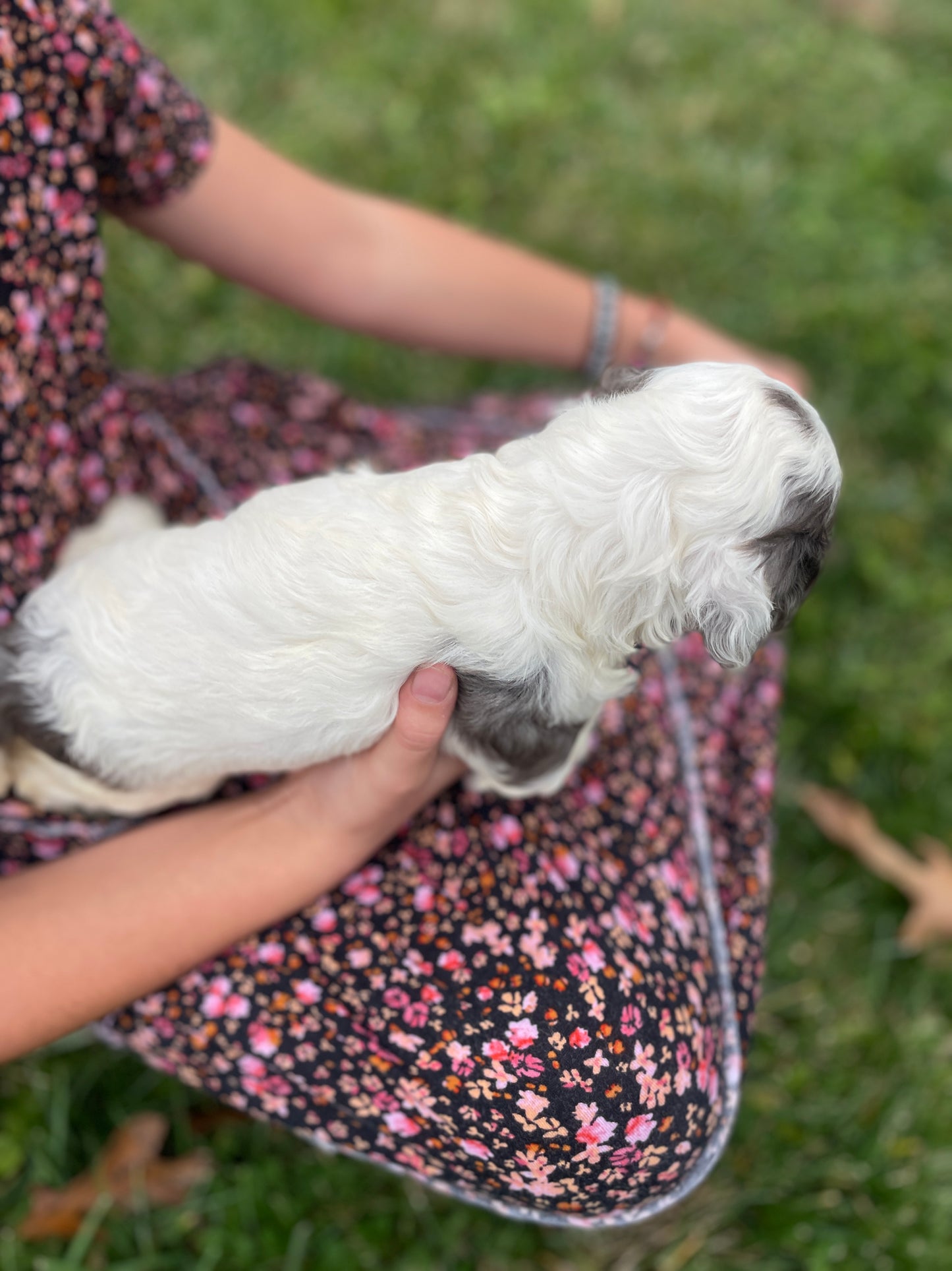Noel - Female Cockapoo Puppy