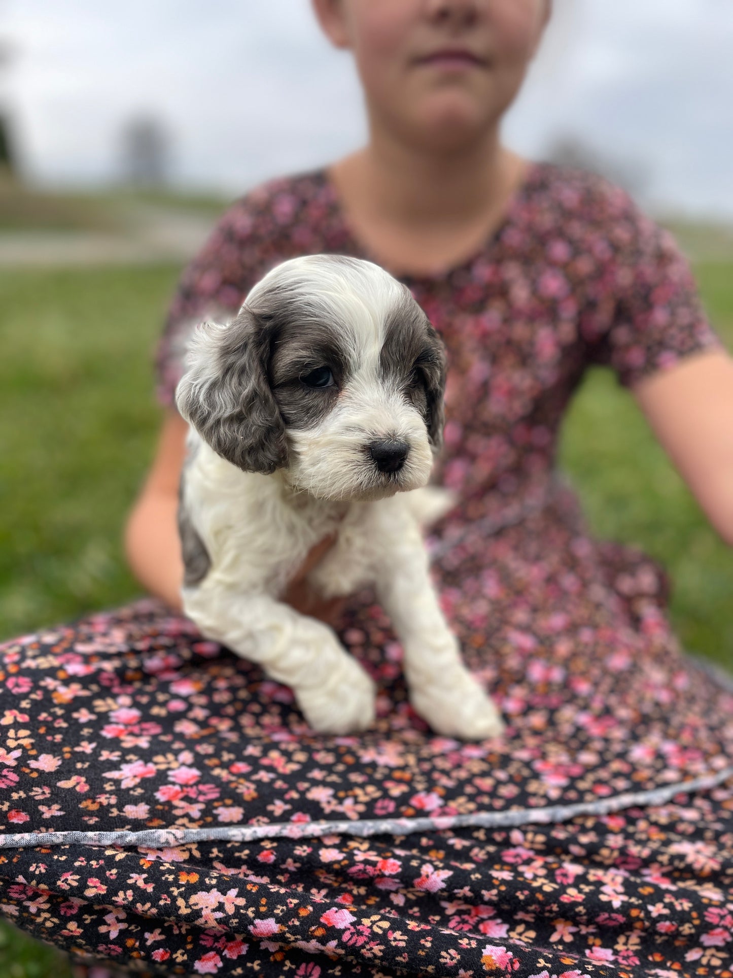 Noel - Female Cockapoo Puppy