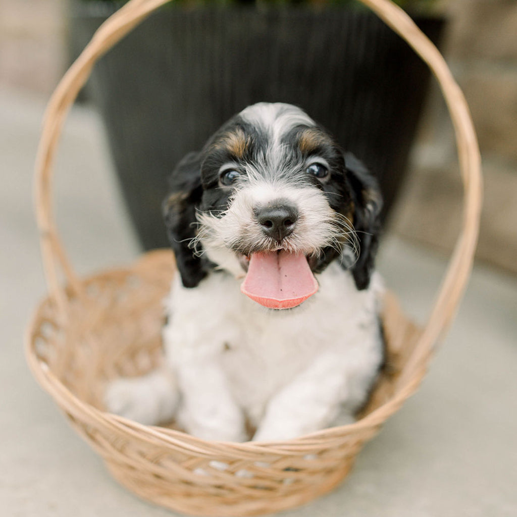 Luca - Male Cockapoo Puppy