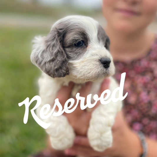 Noel - Female Cockapoo Puppy