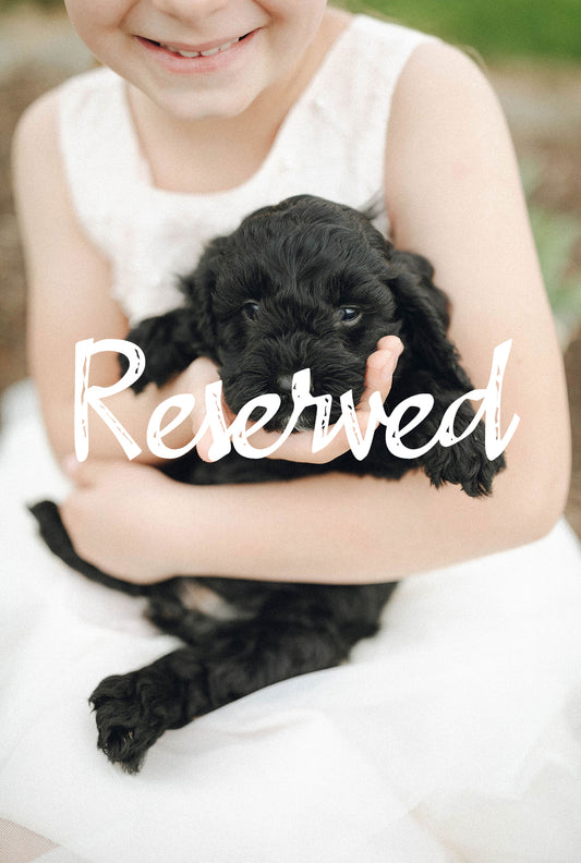 Tia - Female Cockapoo Puppy