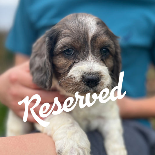 Spruce - Male Cockapoo Puppy