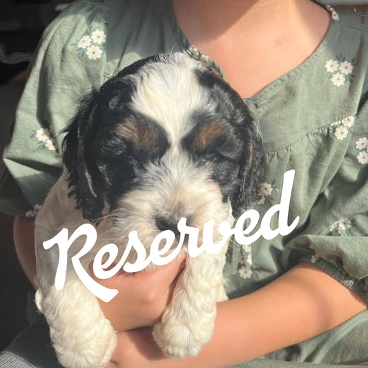 Star - Female Cockapoo Puppy
