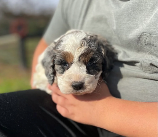 Frosty - Male Cockapoo Puppy