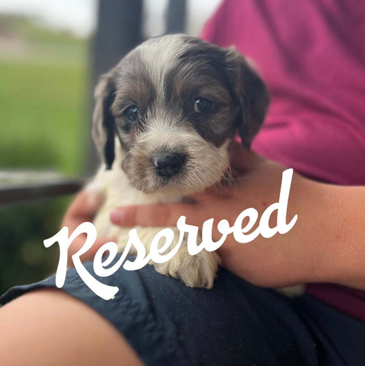 Cedar - Male Cockapoo Puppy
