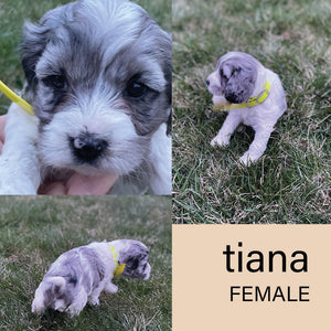 Tiana - Female Cockapoo Puppy - $500