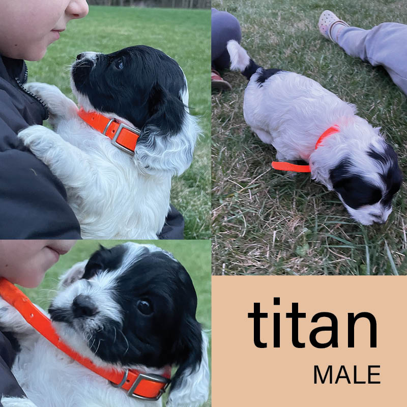 Titan - Male Cockapoo Puppy - $500