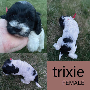 Trixie - Female Cockapoo Puppy - $500