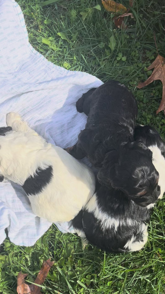 Pups born October 1, 2025