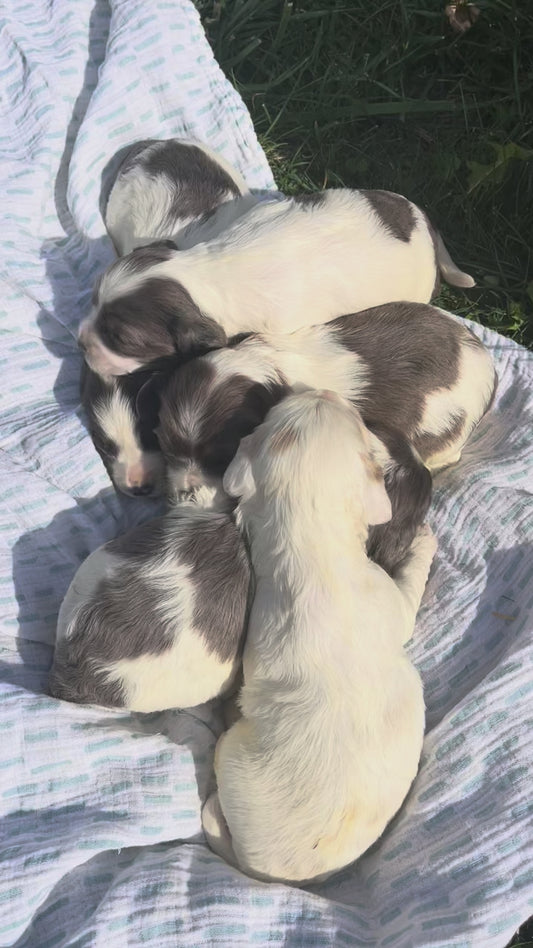 Pups born October 8, 2025